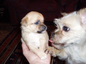 cachorro_china